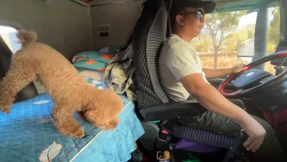 Dog keeps balance during sudden truck brake in Heilongjiang, China