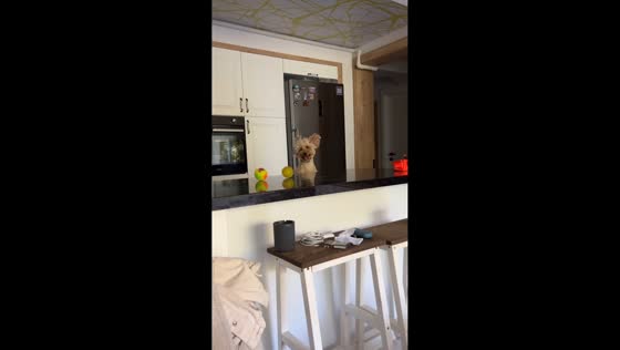 Energetic dog jumps behind counter to chase her ball in İzmir, Turkey
