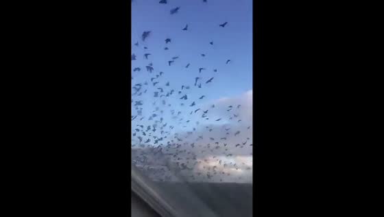 Birds startled from massive rooftop nest in Newcastle, England, UK