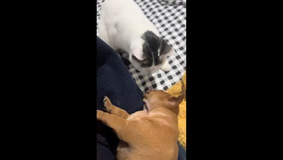 Cat gently wakes sleeping puppy in Shandong, China