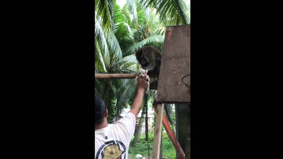 Monkey helps remove lice from puppy in Mati, Davao Oriental, Philippines