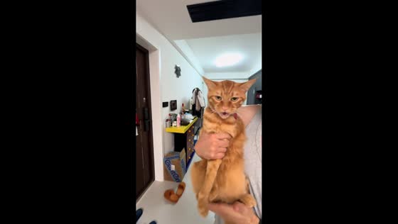 Cat reacts to owner singing and dancing in Hubei, China