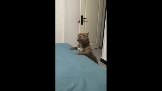 American Bully hilariously closes door after chasing fake throw in Shandong, China