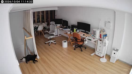 Two cats suddenly start fighting in a computer room while another cat watches in Hubei, China