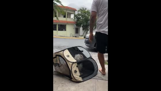 Dog runs after owner while in a playpen