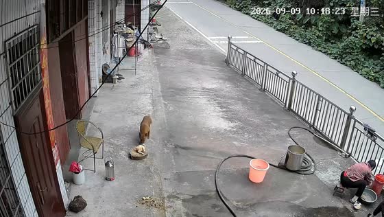 Dog quietly steals cooked duck while woman washes dishes in Guangdong, China