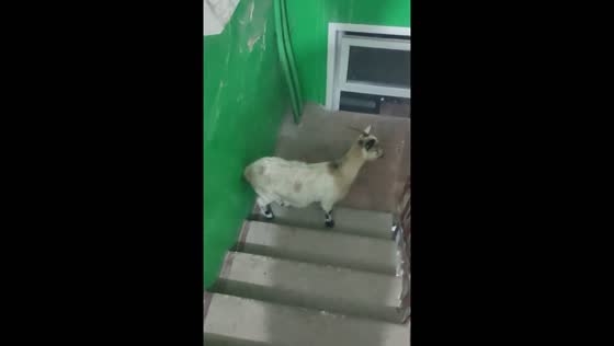 The goat was found in the entrance of a residential building in Makiivka, Ukraine