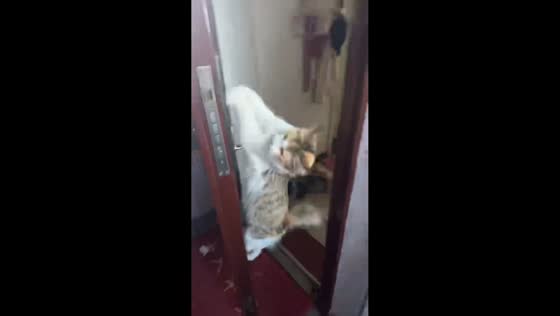 Cat caught hanging on doorknob in Chongqing, China