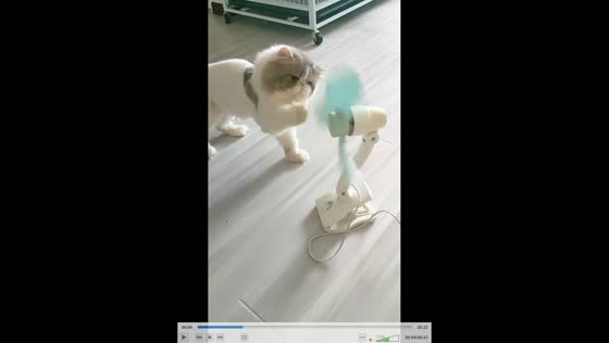 Curious cat battles clip fan in Liaoning, China