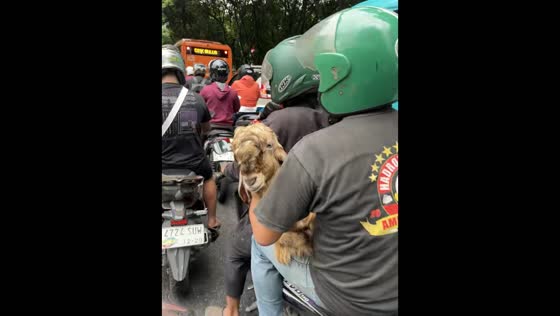 Goat’s bleating steals attention during motorcycle ride in South Jakarta, Indonesia