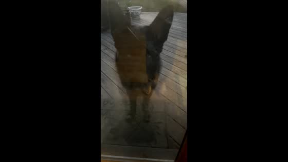 Goofy dog sneaks rocks inside home in Oak Forest, Illinois