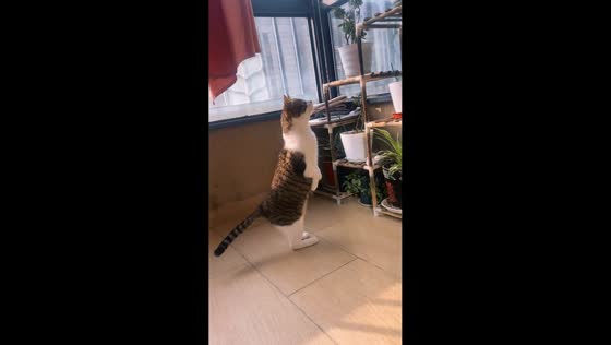 Cat stands upright to admire plants in Anhui, China