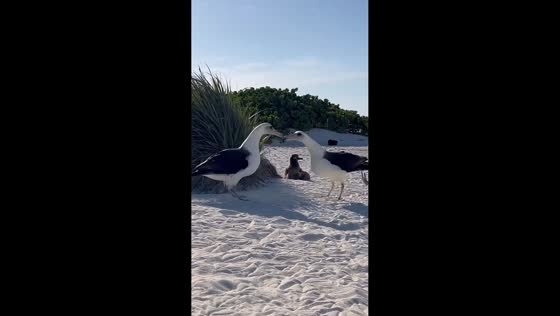 Laysan albatross pair performs courtship dance in Midway Atoll, USA