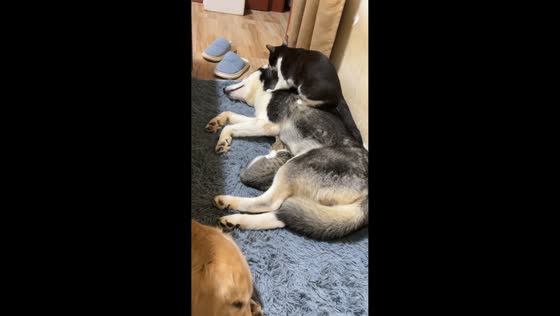 Cat gives gentle taps on resting dog in Jiangxi, China