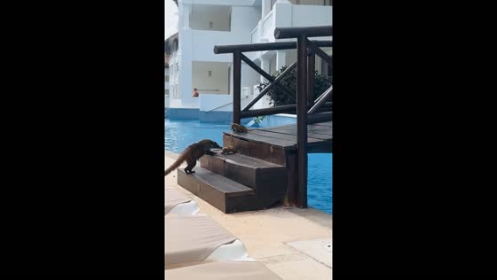 Wild encounter: coati kittens and mother at Riviera Maya resort