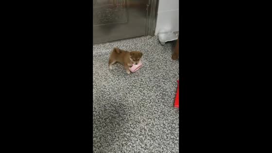 Puppy carries bowl around while waiting at door in Hubei, China