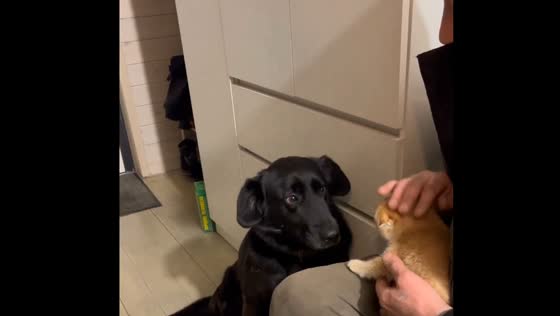 When a kitten met a dog for the first time: From enemies to friends