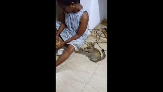 Cat begs for coconut while woman prepares it in Welangoda, Kosgoda, Sri Lanka