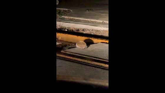 Hedgehog falls into pavement gap while walking in Hebei, China