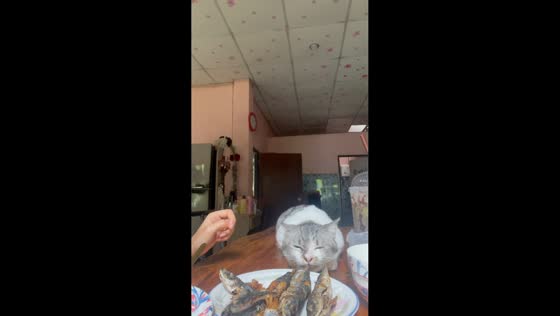 Cat tries to steal fried fish in Ranong, Thailand