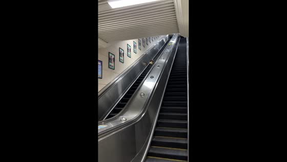 Corgi hilariously struggles on a downward escalator, Hubei, China
