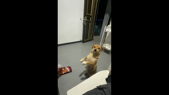 Dog delights guests with adorable high-five trick in Fujian, China