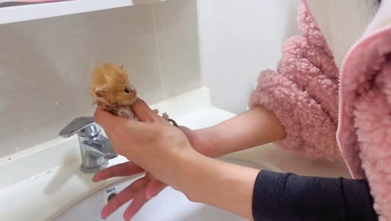 Tiny wet kitten gets a sink bath in Sichuan, China