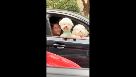 Adorable dogs spotted on the road in Zhejiang, China