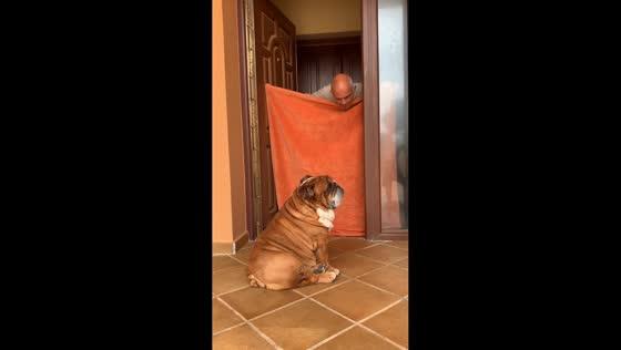 Unbothered dog ignores owner’s disappearing trick in Cáceres, Spain