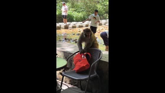 Monkey opens bag and finds fruit in Hunan, China
