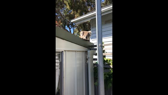 Koala spotted on roof in Raymond Island, Australia