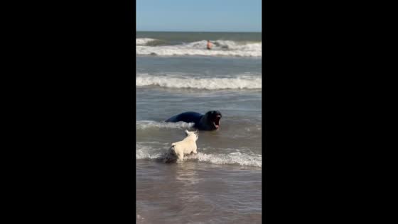 Curious dog and relaxed seal share beach moment in Monte Hermoso, Argentina
