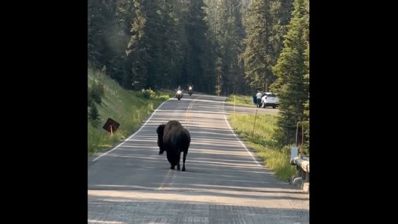 Bison walks on road in Yellowstone National Park