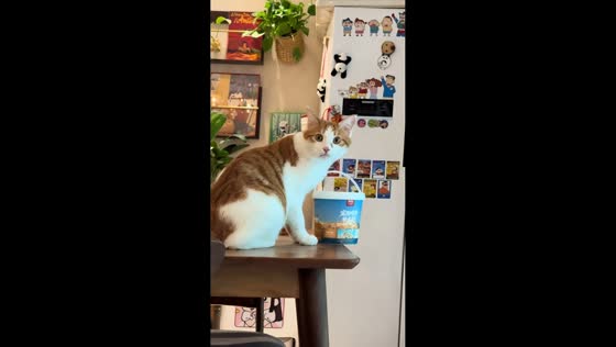 Orange cat knocks food tub off table in Sichuan, China