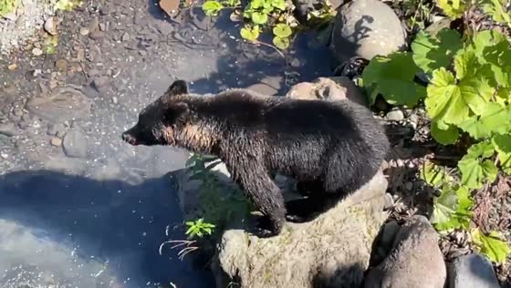 Wild bear spotted near river in Shari-chō, Hokkaido