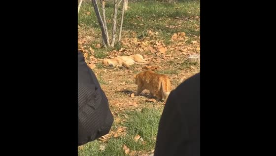 Cat tries to sneak up on sleeping dog in Shandong, China