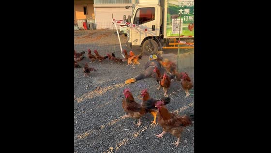 Man catches two roosters wearing helmet in Dalian, China