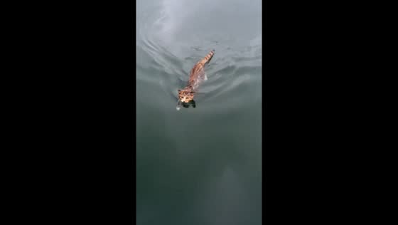 Cat shows surprising swimming skills in Henan, China