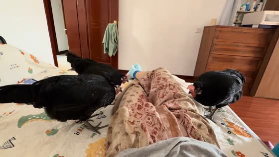 Chickens try to wake owner in bedroom in Beijing, China