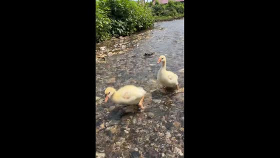 Two ducklings run through a water stream in Liaoning, China