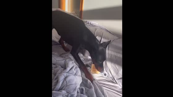 Doberman steals toast in playful kitchen moment in USA