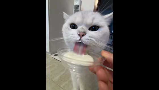 Cat adorably drinks milk and gets messy in Beijing, China