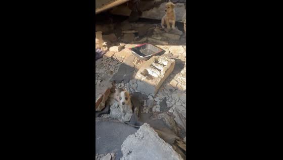 Rescuer's heartwarming discovery: mother dog and puppies found amidst ruins in Dnipro, Ukraine