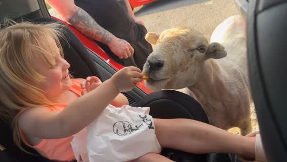 Sheep climbs into car to eat child's snack in Bwlch, Brecon, UK