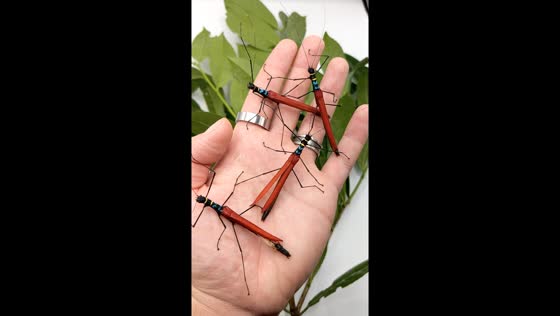 Belgian breeder shows off stunning flying stick insects
