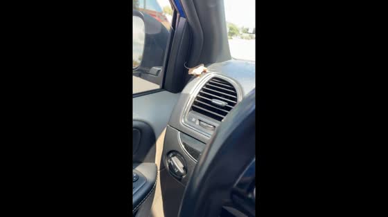  Lizard clings to car air vent during unexpected ride in St. Mary's, Georgia, USA