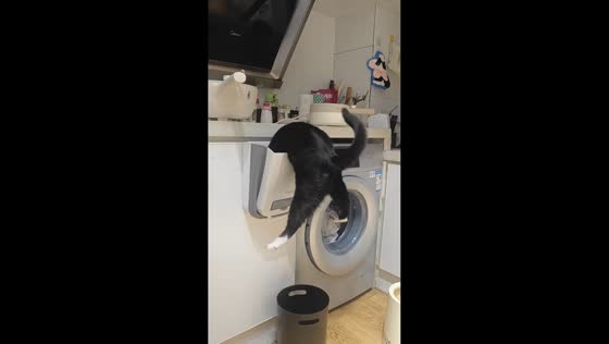 Cat caught digging into trash bin before falling in Henan, China