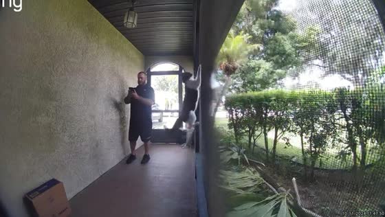 Deaf cat startled by delivery in Central Florida