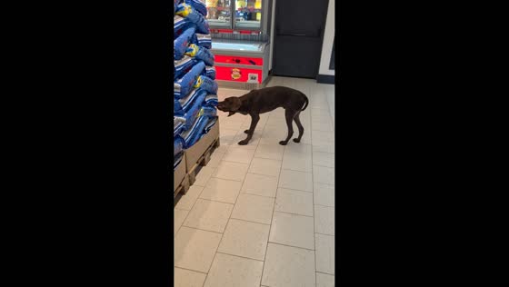Dog sneaks kibble from pet food bag in Smederevska Palanka, Serbia