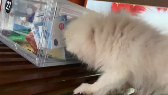 Puppies work together to reach ball under table in Jiangsu, China